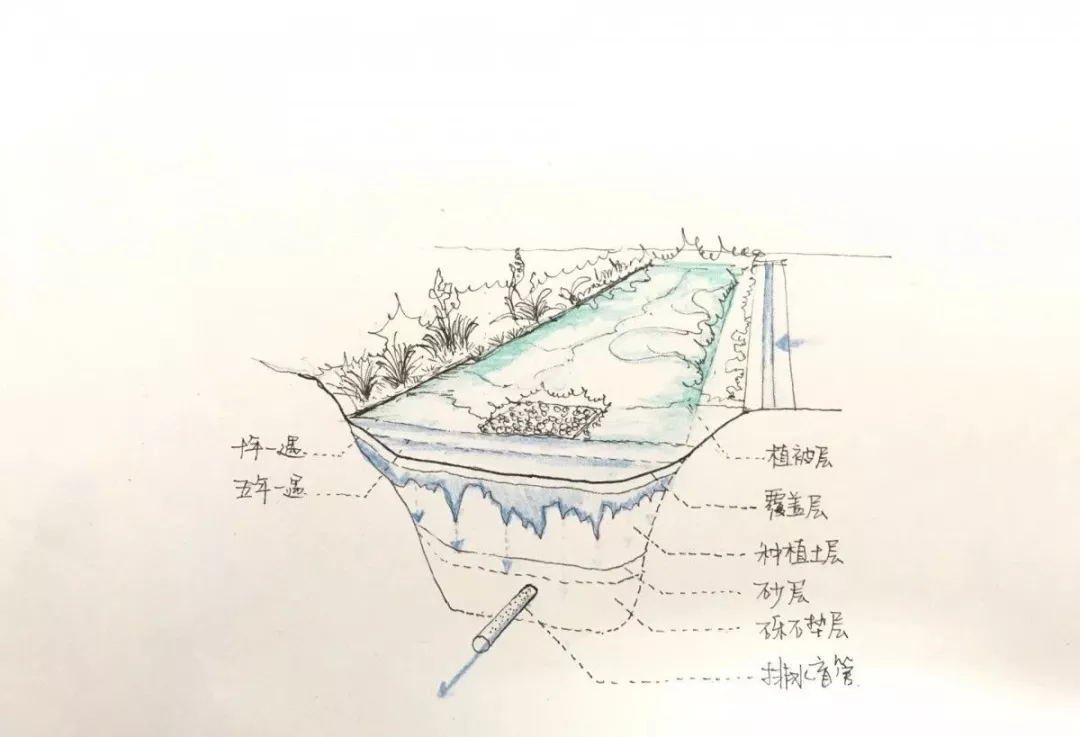 雨水花园是什么插图3