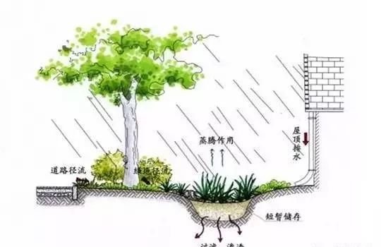 雨水花园是什么插图1