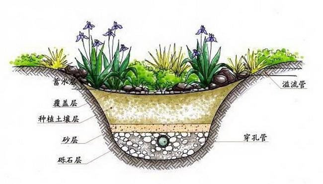 雨水花园
